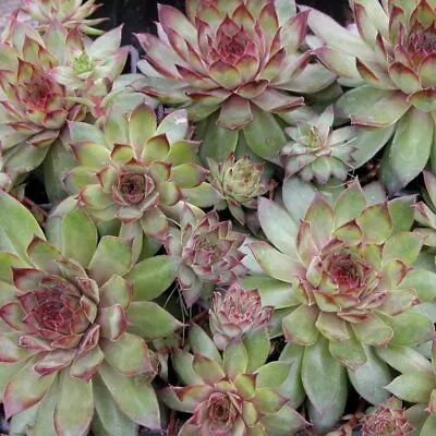 Sempervivum~bronco~hens And Chicks Hardy Perennial Succulent Rock Garden Plants! • $14.99