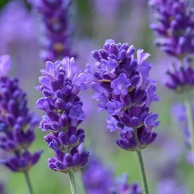 Lavender Plug Plants Fragrant Dark Blue Flowers Garden Perennial Pack Of 3 • £9.46