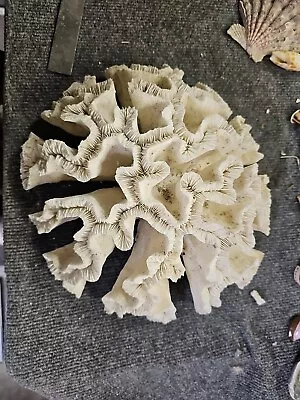 Natural White Brain Coral 4lb 3oz  11 3/4 L X 5 H This Thing Is Huge And Heavy  • $135