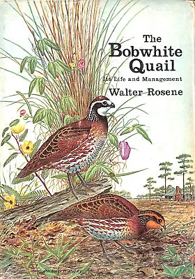 Bobwhite Quail By Rosene Walter • £65