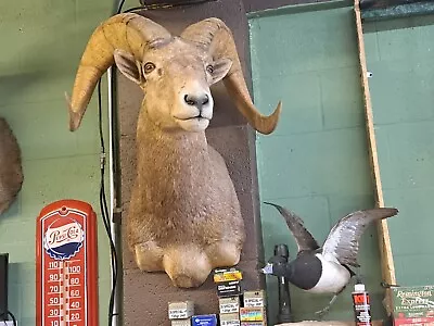 $2495 • Buy Desert Bighorn Sheep Mount