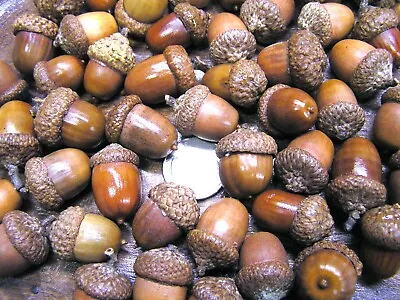 47 Dried Acorns With Caps For Fall Crafts Real Acorns Natural Finish Set 11 • $21.89