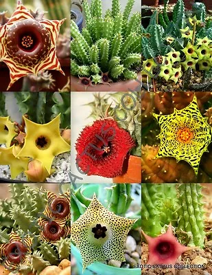 HUERNIA MIX  Variety Stapelia Exotic Succulent Rare Cactus Plant Seed -5 SEEDS • $9.99