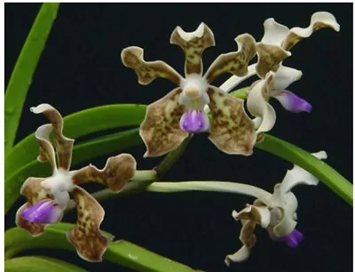 Vanda Tessellata X Sandra G. Hatos Orchid Hybrid Purple Blue Not Bloom Size 3.5” • $31.99