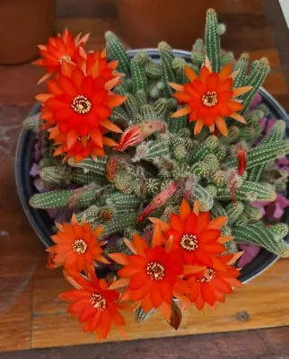 Rebutia Cactus Orange/red Flowers Collectors Plant Patio Succulents House Plants • $7.50