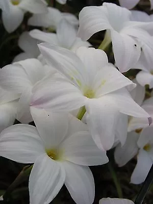 Rain Lily Zephyranthes Labufarosea Summer Ice 3 Bulbs NEW Habranthus • $18