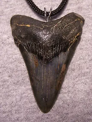MEGALODON Shark Tooth TEETH Necklace 2 3/4  Fossil Jaw Teeth Pendant SERRATED • $49