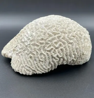 $89.99 • Buy Natural Large Brain Coral White Real Sea Specimen Aquarium Décor 9 X7.5  - 6 Lbs