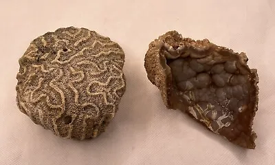 $33 • Buy Natural Fossil Brain Coral Sea Ocean Aquarium Art Decor Geode Quartz Rock Lot 2