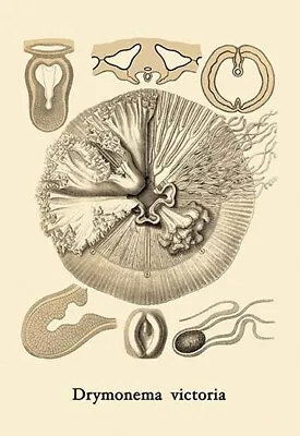 Jellyfish: Drymonema Victoria By Ernst Haeckel - Art Print • $196.99