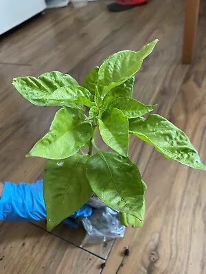 £12.99 • Buy Indian/Bangladeshi Naga Chilli Plant/Plug, You Will Receive 2 Healthy Plants,
