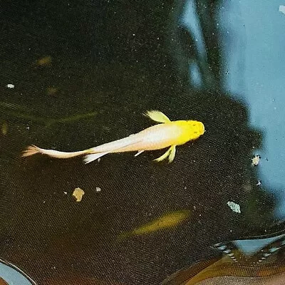 1 Pair Full Gold Live Guppy Fish-Live Freshwater High Quality Fish-USA Seller • $15