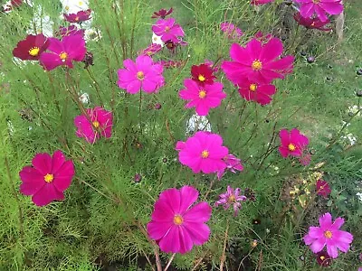 COSMOS Bipinnatus 'Hot Pink' Approx. 40 Seeds • £1.99