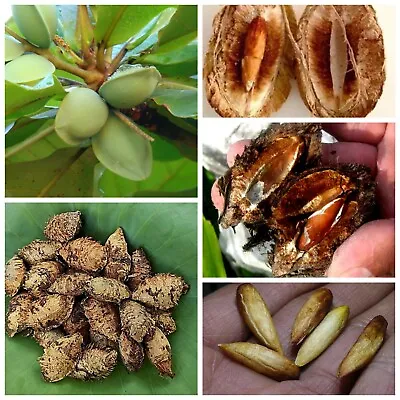 $14.99 • Buy Terminalia Catappa Viable Seeds Indian Almond Tree Garden Shade Tree 20 Seeds