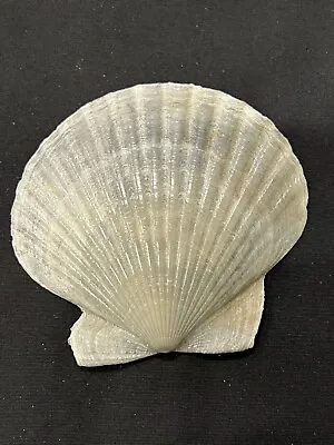 RARE Fossilized SCALLOP Shell From Central Florida - Pliocene Era. • $14.99