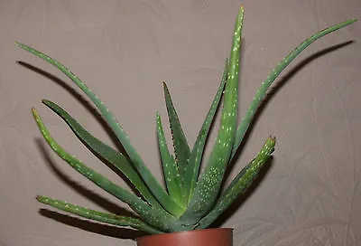 Aloe Vera Plant 1ltr Pot Three  Years Old Ready To Use Organically Grown • £27.99