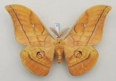 Saturniidae - Antheraea Yamamai - Japanese Oak Silkmoth - #8 - Male • $12.98