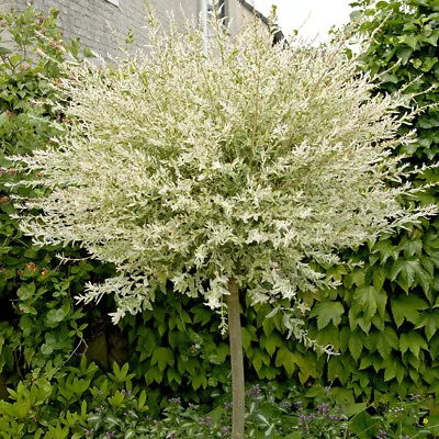 Salix Integra 'Hakuro-nishiki' Flamingo Willow 80cm Standard Tree In A 3L Pot • £26.99