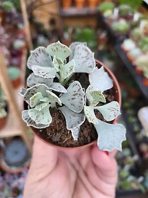 Kalanchoe Rhombopilosa  • £6