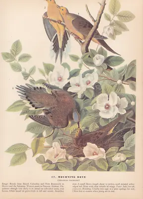 Audubon 1942 Vintage Birds #17  Mourning Doves  Full Color Art Plate Lithograph • $12