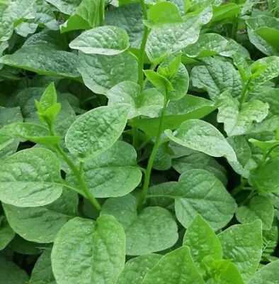 100 Green Malabar Spinach Seeds (Hạt Giống Rau Mồng Tới Xanh) • $4.25