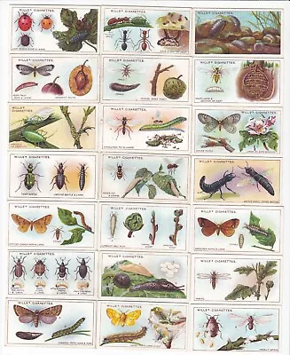 Complete Set Of 50 Vintage Insect & Bug Cards From 1914 Ladybug Ants Snails ++++ • £15.67