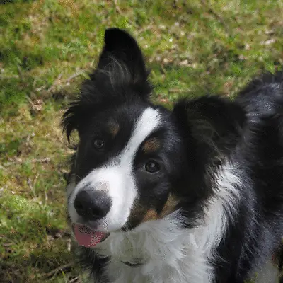 BORDER COLLIE - 3D LENTICULAR DOG PICTURE 300mm X 400mm • £7.95