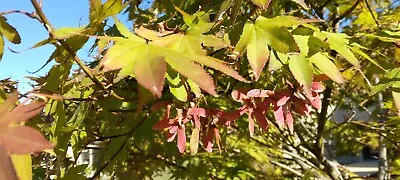 20  WOLFF JAPANESE MAPLE SEEDS - Acer Palmatum 'Wolff' • $6