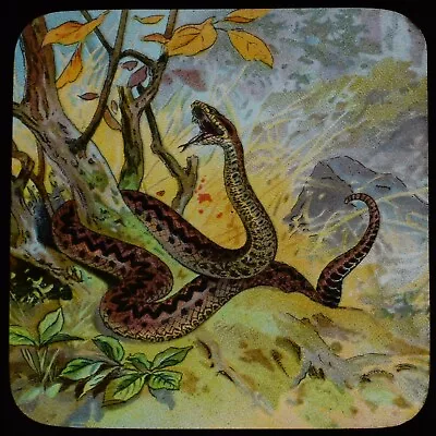 £15 • Buy ANTIQUE Magic Lantern Slide SNAKES AND LIZARDS NO5 C1910 DRAWING A SNAKE REPTILE