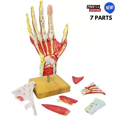 Anatomical Hand Skeleton Model W Muscles Ligaments Nerves Blood Vessels Learning • $184.28