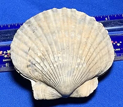 Rare Complete 2 Sided Fossil Scallop “Argopecten Gibbus” Late Pleistocene Era • $9.99