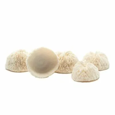 Mushroom Sea Coral | Real White Mushroom Coral 1 -1.5  | 5-Pack • $14.99