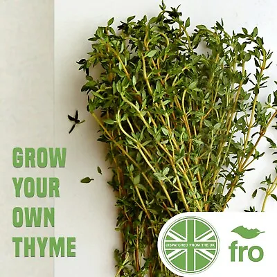 £2.79 • Buy Herb - Thyme - 2500 Seeds - Thymus Officinalis - Edible - FREE Delivery