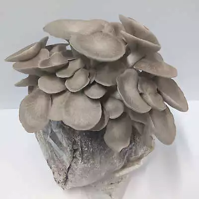 Black King Oyster Mushroom Grow Kit • $46