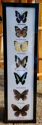 7 Real  Mounted Butterflies  In Acrylic  Frame Wood Size 21 X6  • $55.99