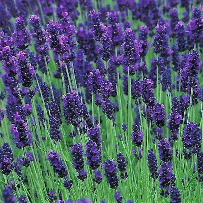 Pack X6 English Lavender Angustifolia 'Hidcote' Perennial Plug Plants • £7.95