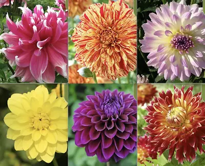 (10) DAHLIA SEEDS Rare Exotic Flower Blossom Garden Plant USA SELLER W/TRACK • $6.45