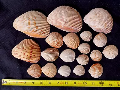 $10 • Buy Atlantic Cockle Ribbed Sea Shells Set Of  11