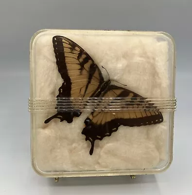 Vintage Art Deco  Butterfly Moth Taxidermy Display  Science Lab • $19.99
