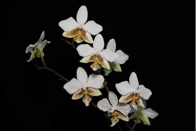$73 • Buy MOS. Orchid Species Phalaenopsis Stuartiana 'Tipo'