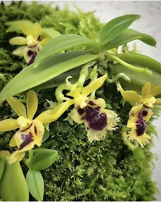 $18.50 • Buy Haraella Retrocalla  Species