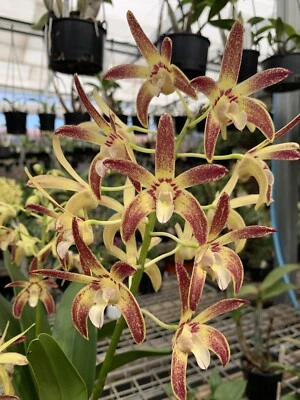 $14.95 • Buy HN368 Orchids Dendrobium Eclipse ‘Journey’ X Sunglow ‘KWR’ Seedling 50mm Pots