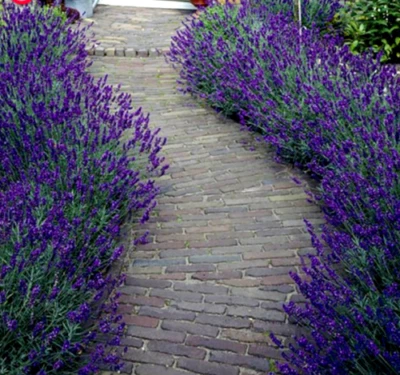 Hardy English Lavender Munstead  Plug Plants 3 Pack Bigger Plants Perennial Herb • £7.99