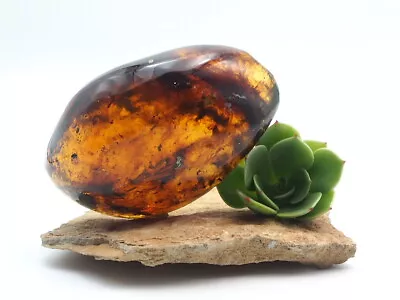 Fully Polished Mexican Amber  • $90