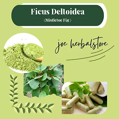 POWDER Mistletoe Fig  Ficus Deltoidea Organic  • $56