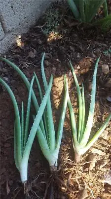 LOT Of 3  ALOE VERA PLANTS ~ BARBADENSIS MILLER STOCKTON ~ MEDICINAL~  AZ SIERRA • $19.50