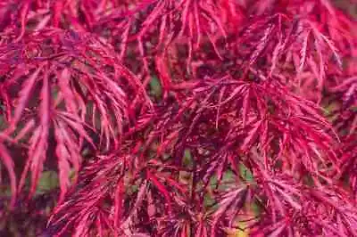 $9.99 • Buy 10 Seeds Red Dwarf Japanese LACELEAF MAPLE Tree Lace Blood Acer