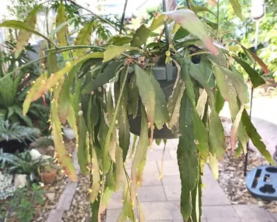 Kimnachia Ramulosus(Psuedorhipsalis) Mistletoe Cactus Epiphyte Four 4  Cuttings • $5