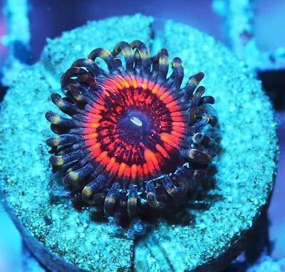 Devil's Armor Paly Zoanthids Paly Zoa SPS LPS Corals WYSIWYG • $4.99