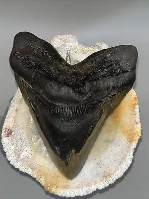 Megalodon Shark Tooth  100% Authentic   5.62  Serrated! • $20.50